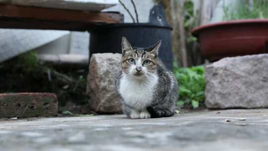 J浙江温州苍南蒲壮所城的猫咪