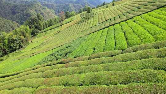 茶园茶叶茶茶山绿茶农业茶海采茶茶文化航拍