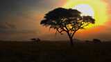 4K-非洲大草原上的一棵树高清在线视频素材下载