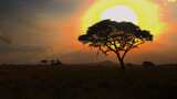 4K-非洲大草原上的一棵树高清在线视频素材下载