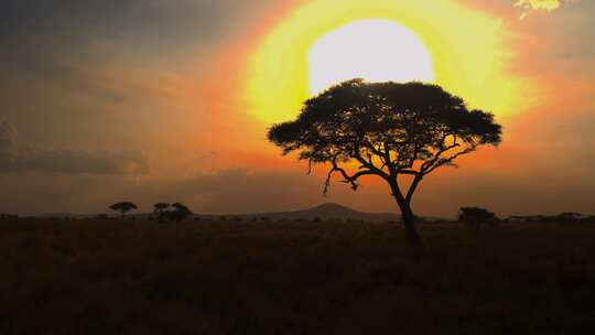 4K-非洲大草原上的一棵树视频素材模板下载