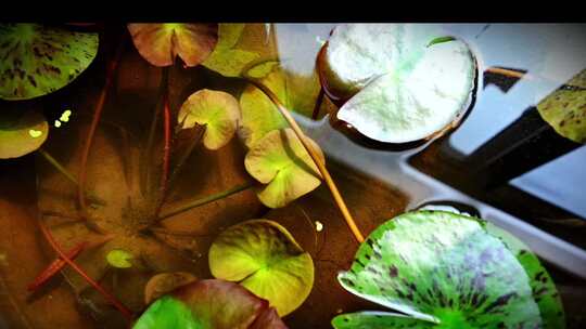 水中漂浮的绿色植物叶子
