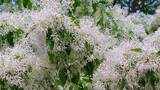 白色花 中草药 观赏树种 白色流苏花高清在线视频素材下载