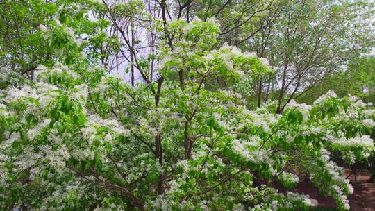白色花 中草药 观赏树种 白色流苏花