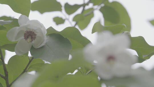 天女木兰花