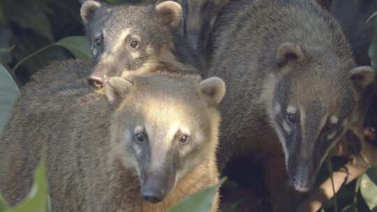 一群南美浣熊在雨林中依偎在一起。特写镜头，手持。视频素材模板下载