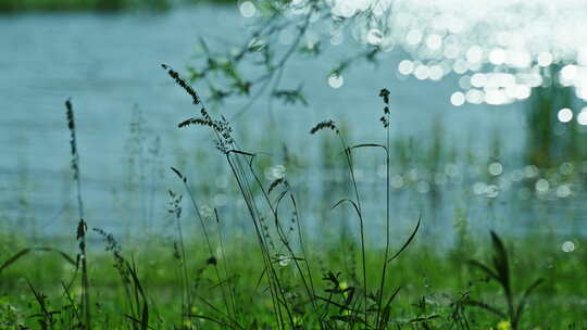 夏天小清新唯美清晨蓝天白云阳光树叶