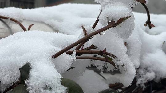 植物上的白雪视频合集