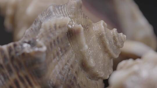 海螺海螺肉LOG视频素材视频素材模板下载