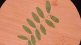 花椒叶植物叶子标本高清在线视频素材下载