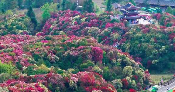 贵州毕节百里杜鹃景区航拍