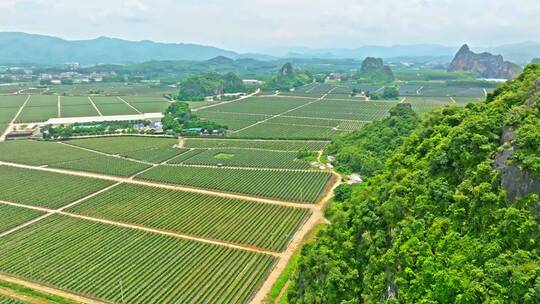 广西火龙果生产种植基地外景航拍