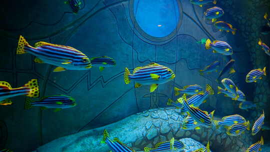 鱼缸鱼群 海洋馆 水族馆 海底世界