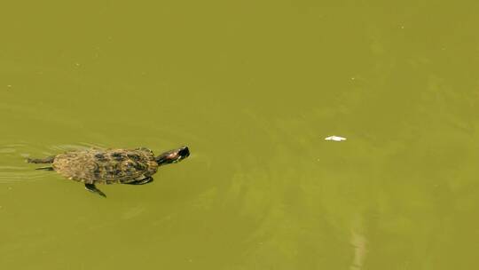 在淡绿色的池塘里游泳的乌龟