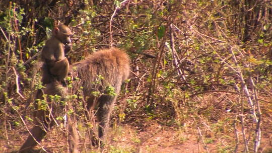 猴子妈妈驮着宝宝在寻找食物视频素材模板下载