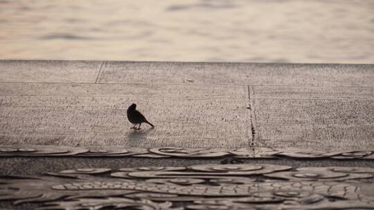 西湖边一只嬉戏的小鸟