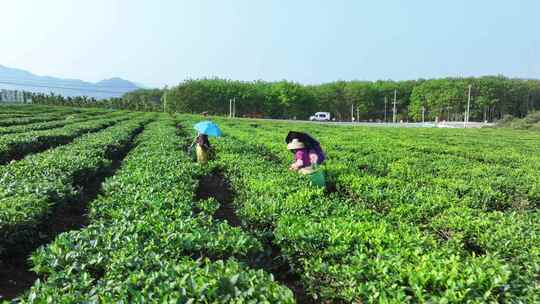 白沙茶园航拍