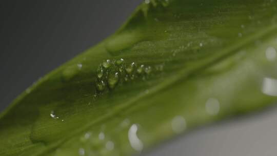 植物，叶子，新鲜度，叶子