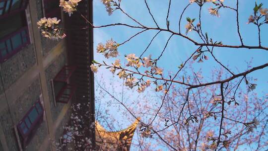 春天蓝天下绽放的樱花