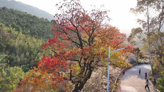 中国广东省广州市从化区广州流溪东星村秋色