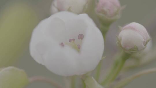 梨花特写微距LOG素材