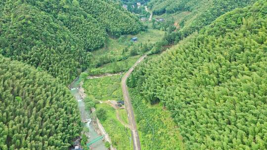 森林公园野茶茶山茶田航拍前进