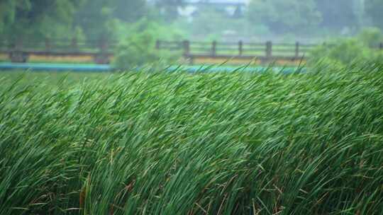 山东文登界石镇夏季雨后河水瀑布香蒲合集