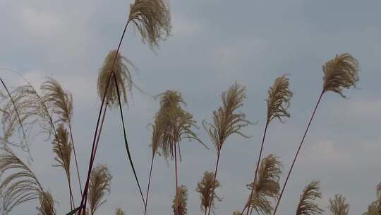 枯萎芦苇植物实拍