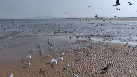 快速飞过的飞鸟