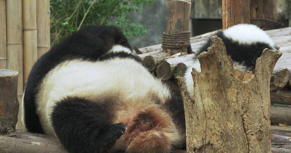 大熊猫一家在睡觉幼崽和妈妈玩耍