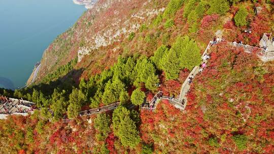 长江三峡巫峡红叶