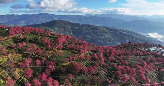 大理无量山樱花谷航拍