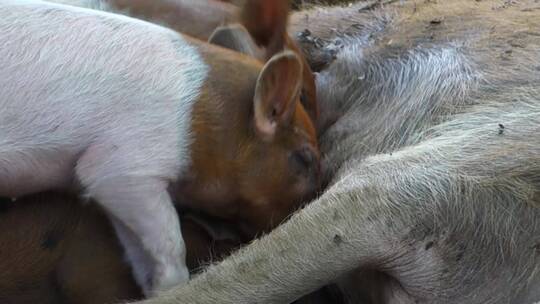 小猪在农场里喝母乳视频素材模板下载