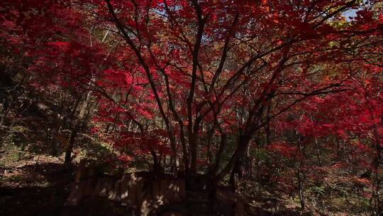 秋季景色