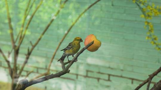 黄莺鸟类在吃苹果