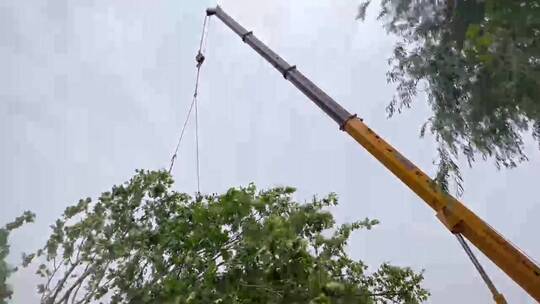 徐工12吨吊车吊树苗视频素材模板下载
