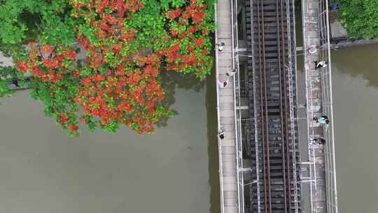 中国广东省广州市荔湾区花地河凤凰花