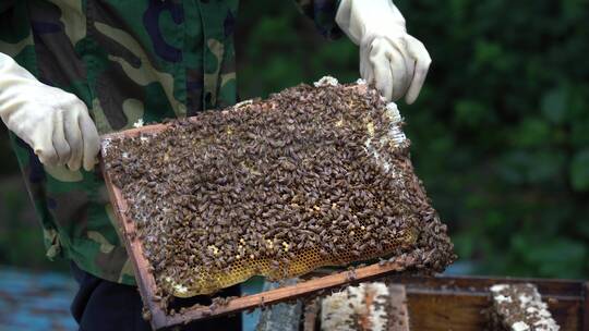 蜜蜂蜂格蜂蜜展示视频素材模板下载