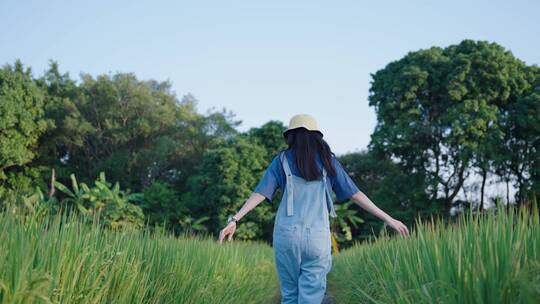 女孩行走在田间小路上的背影跟拍4k