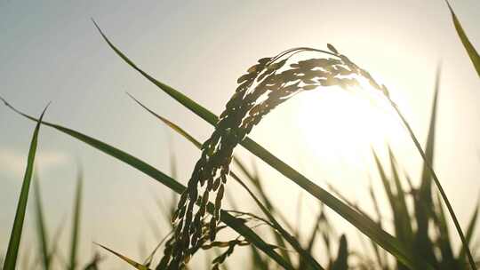 航拍 天津 小站稻 水稻 大米 生态农业 三农