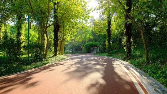 阳光林间小路林荫大道