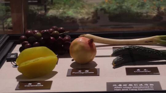 【镜头合集】古代不同时期引入的蔬菜水果