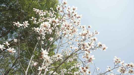 玉兰花花朵春天春暖花开空镜