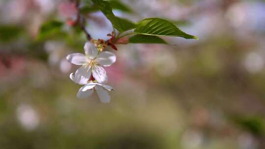 自然风景春季花草树叶实景拍摄合集