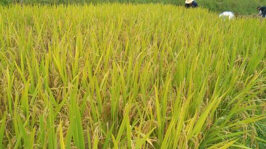 水稻稻谷大米