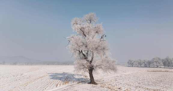 雪后田野中一棵银装素裹的大树