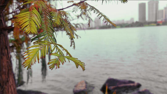 湖边飘扬的树叶