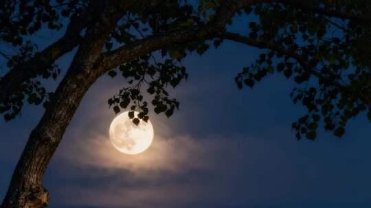中秋皎洁月光静谧夜空乌桕月亮树影