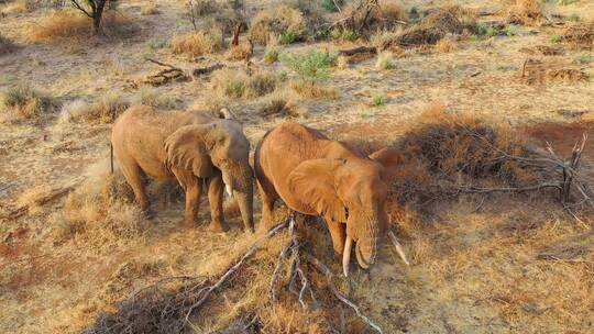 航拍非洲草原上的两头大象