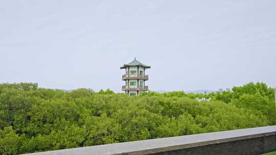 盐洲红树林保护区惠东候鸟白沙村3261